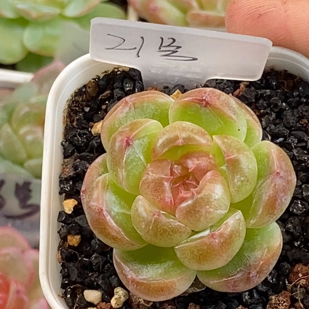 天官赐福百无禁忌
