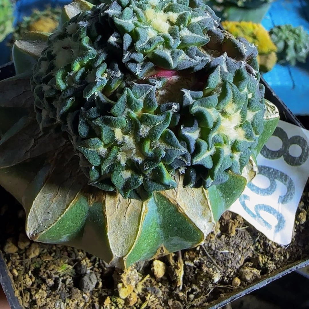 黑牡丹群头869仙人球