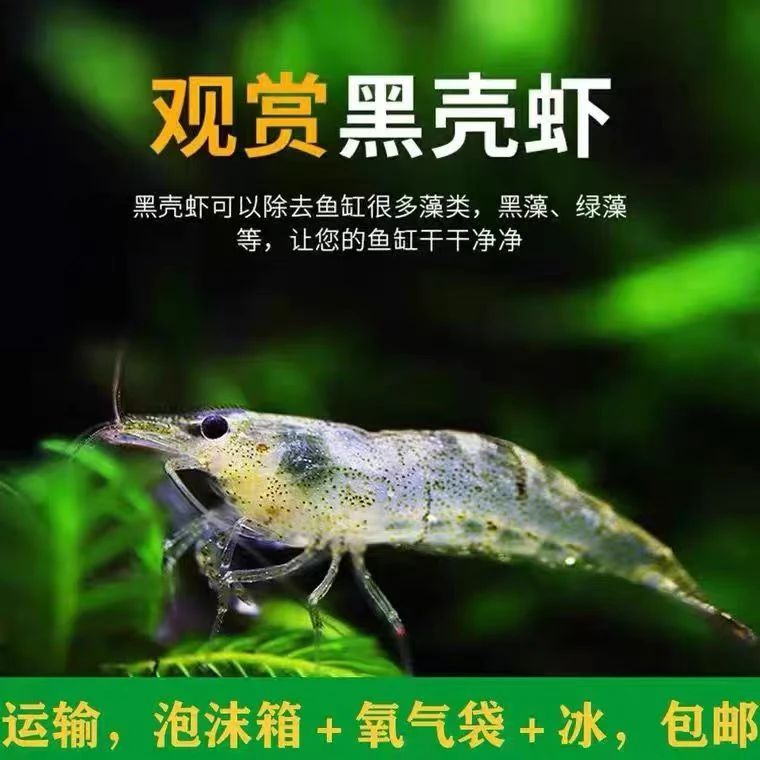黑壳虾淡水观赏虾鱼缸水族箱除藻清洁工具虾饲料鱼