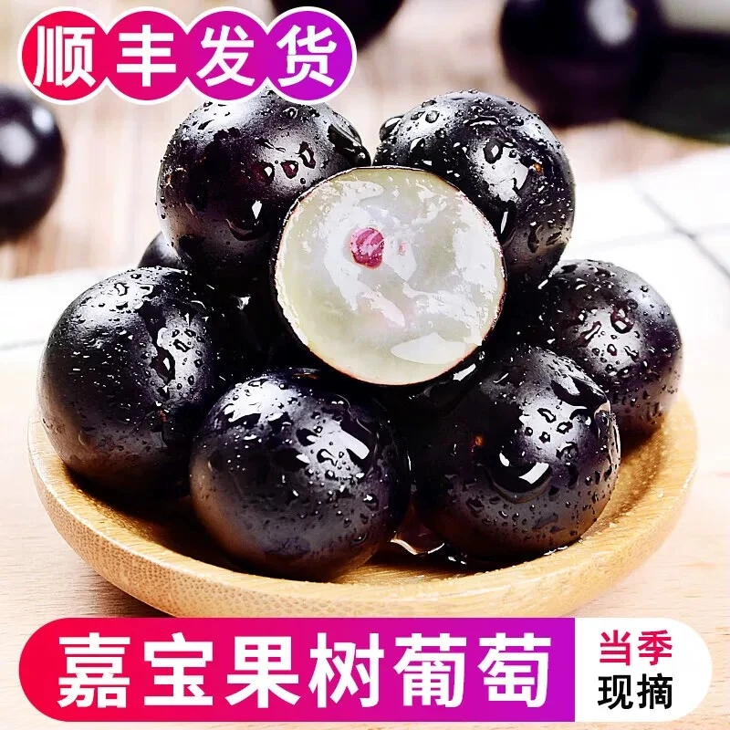 【1斤农家自种嘉宝果/顺丰次日到】顺丰包邮新鲜现摘老树沙巴嘉宝果树葡萄当季酸甜多汁孕妇适用净重包赔福建省