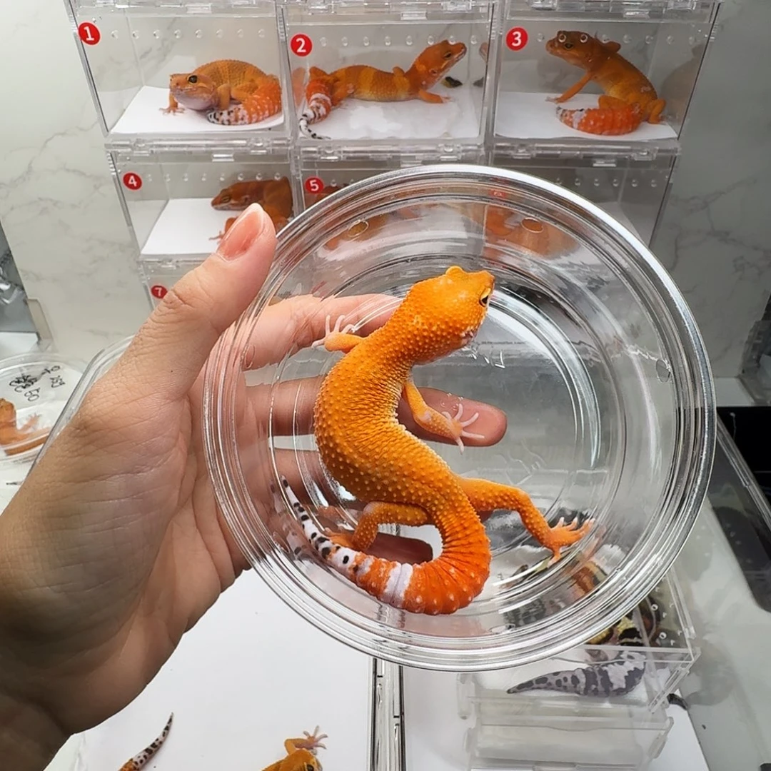 豹纹守宫蜜橘弟弟