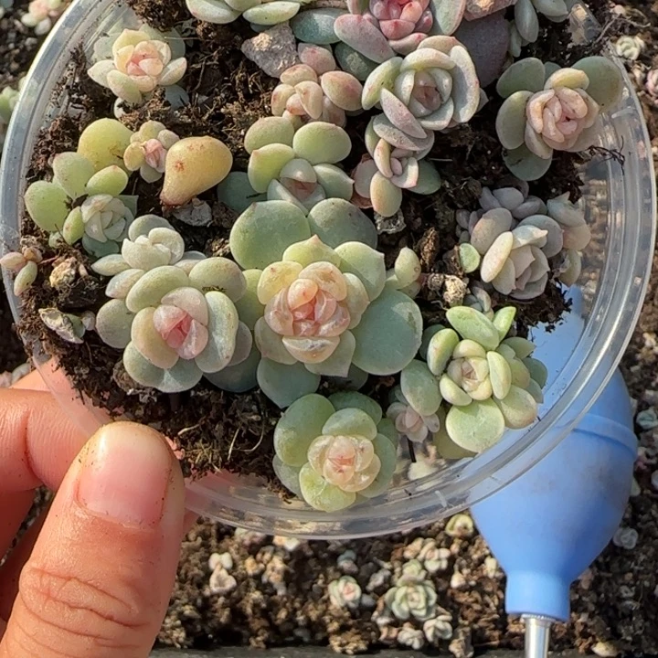 ？***来12和13 号王者系列溏心一盒