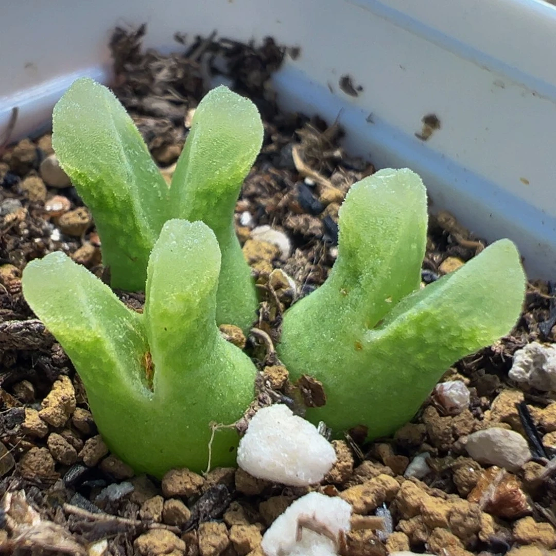 95多肉植物百科植物