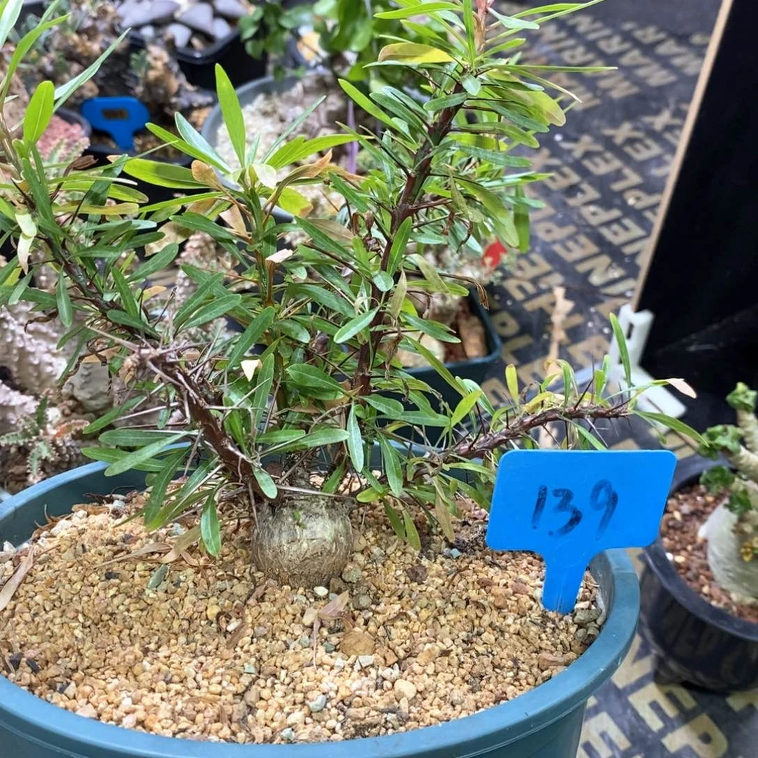 紫富贵多肉植物一个