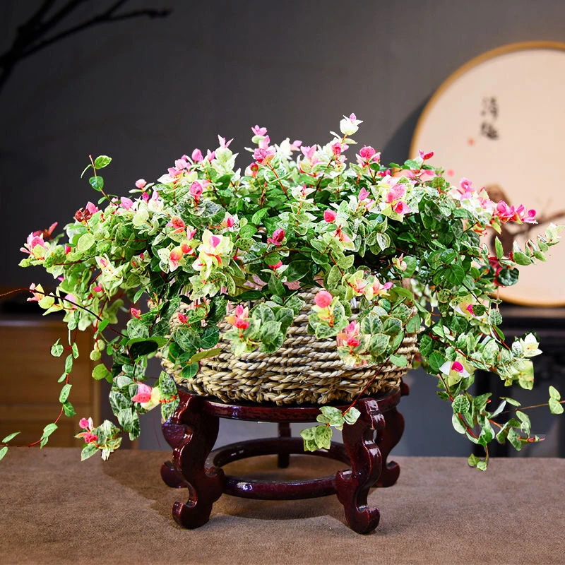花叶络石花苗盆栽彩叶黄金络石吊兰四季垂吊藤植物庭院绿植耐热