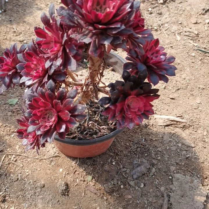 黑铜壶超白锦多肉法师15