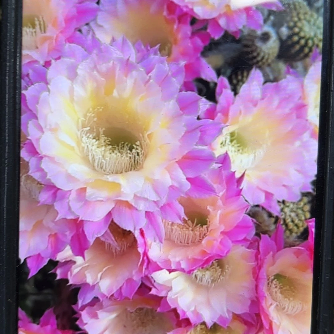 马丙彩侧牙20包邮仙人球16