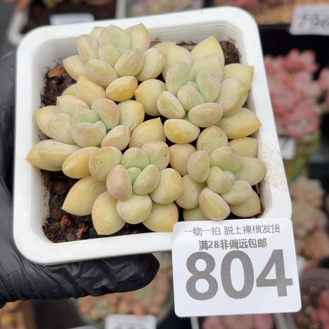 泡泡糖整群无盆土发货