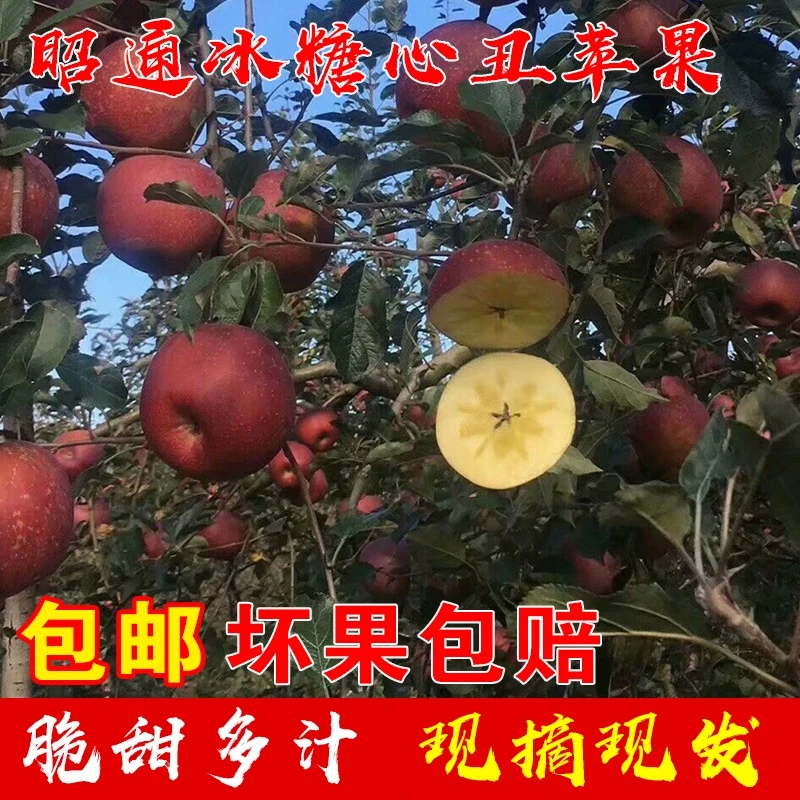 云南昭通红露丑苹果高原种植现摘现发脆甜多汁当季新鲜水果