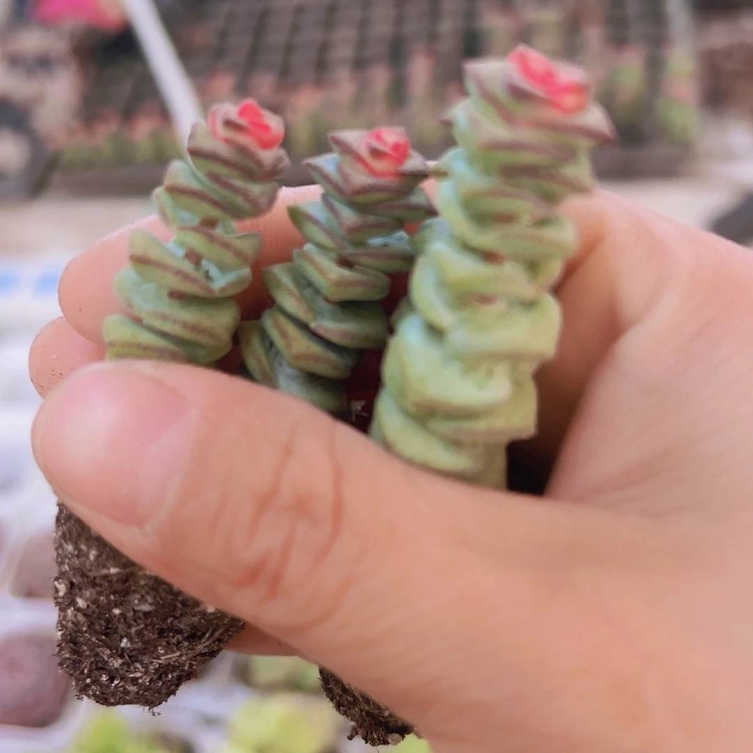 钱串苗5颗19包邮多肉植物