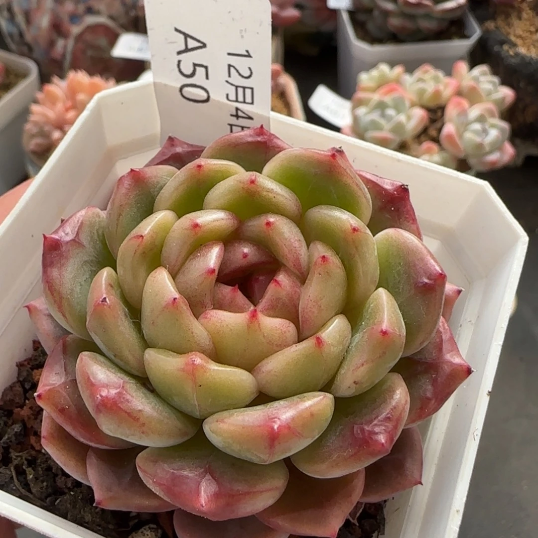 珍妮单头一颗脱土