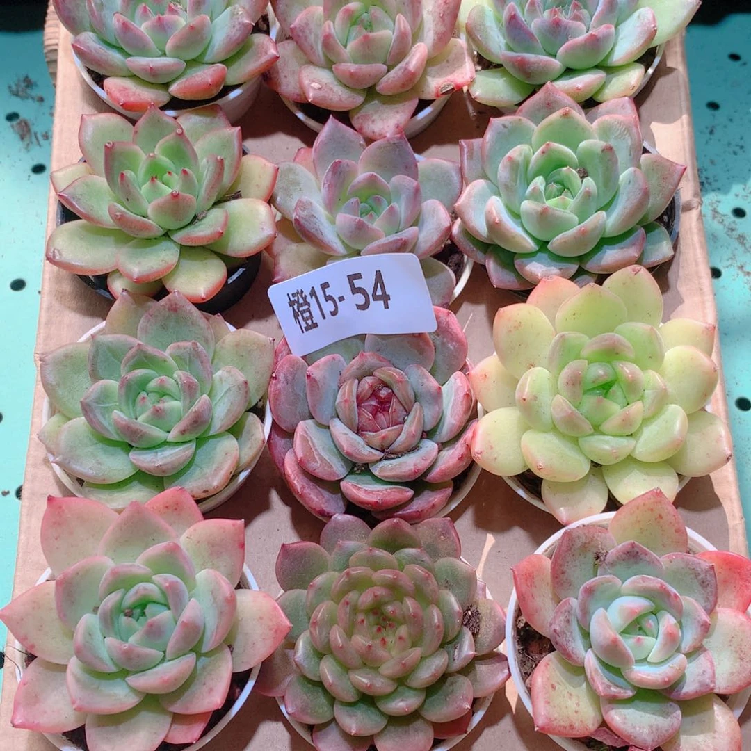 15-54一物一拍多肉带盆18颗