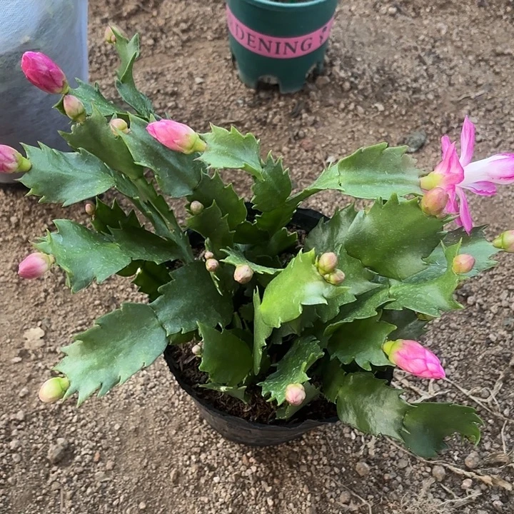 李***5当前无花栽培后可以开花