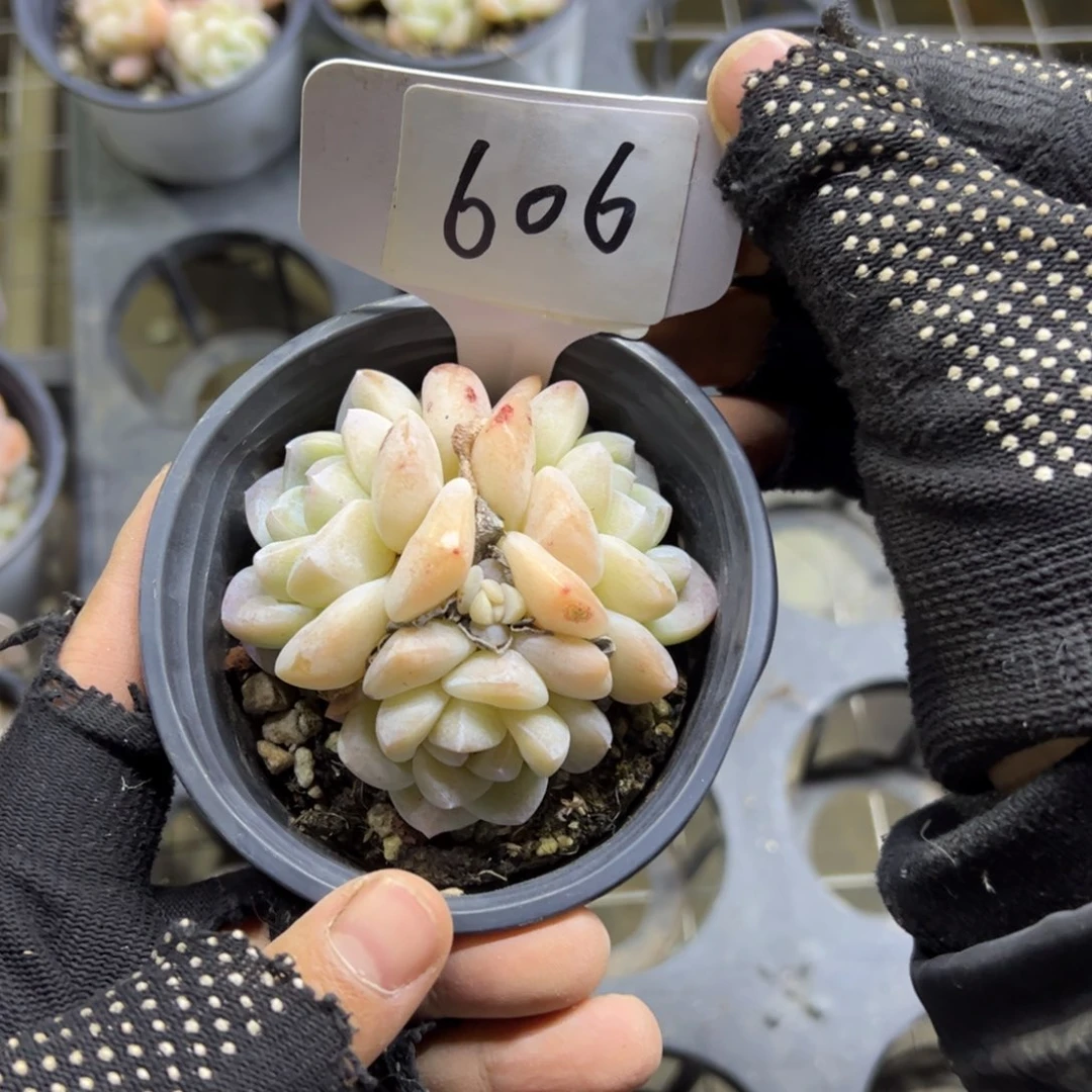 红陶606号多肉植物