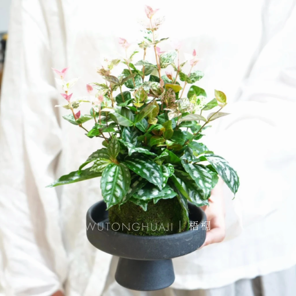 三生有幸组合盆栽室内客厅办公室桌面观叶花卉绿植