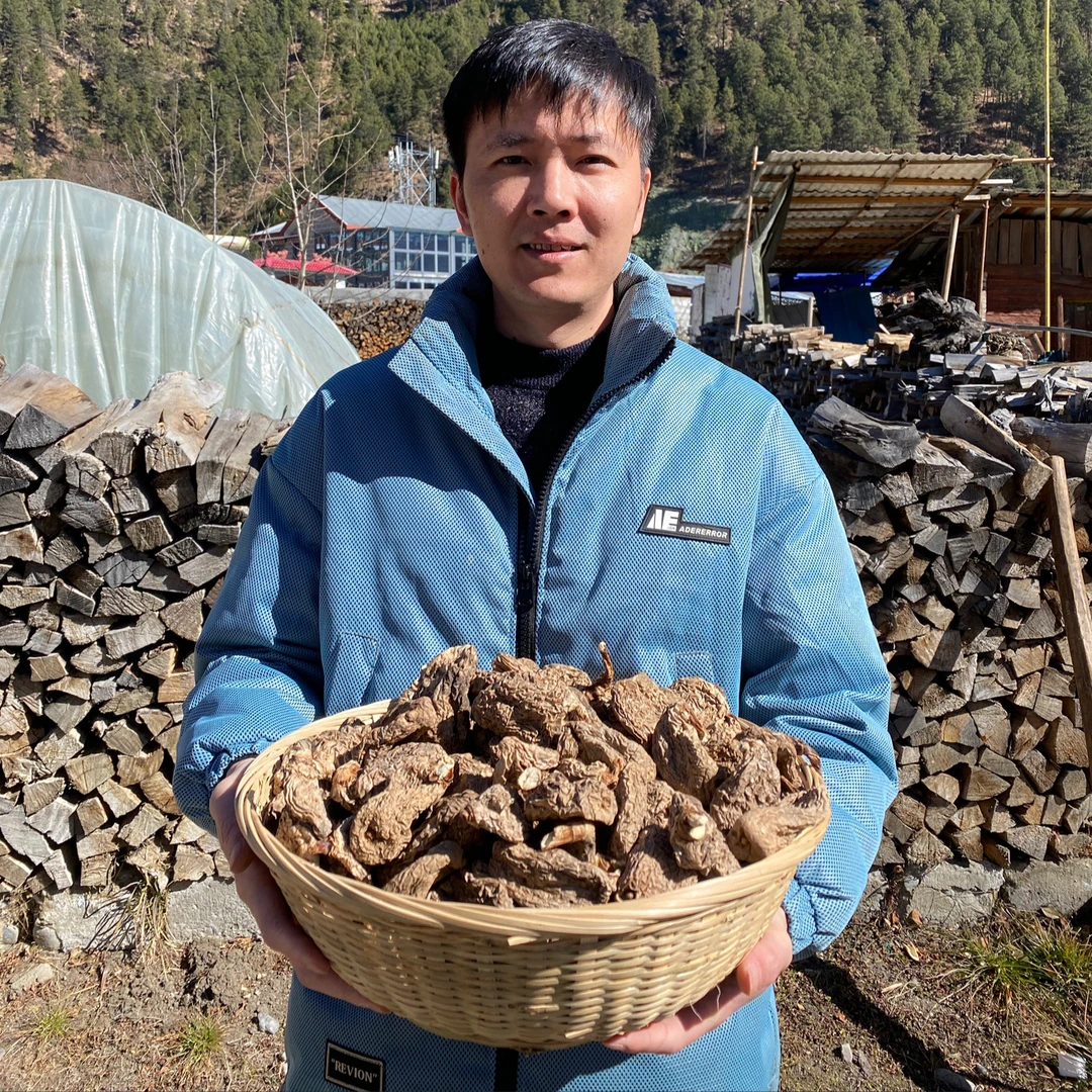 ［西藏收货］2025头茬西藏波密冬麻 西洋参 小号