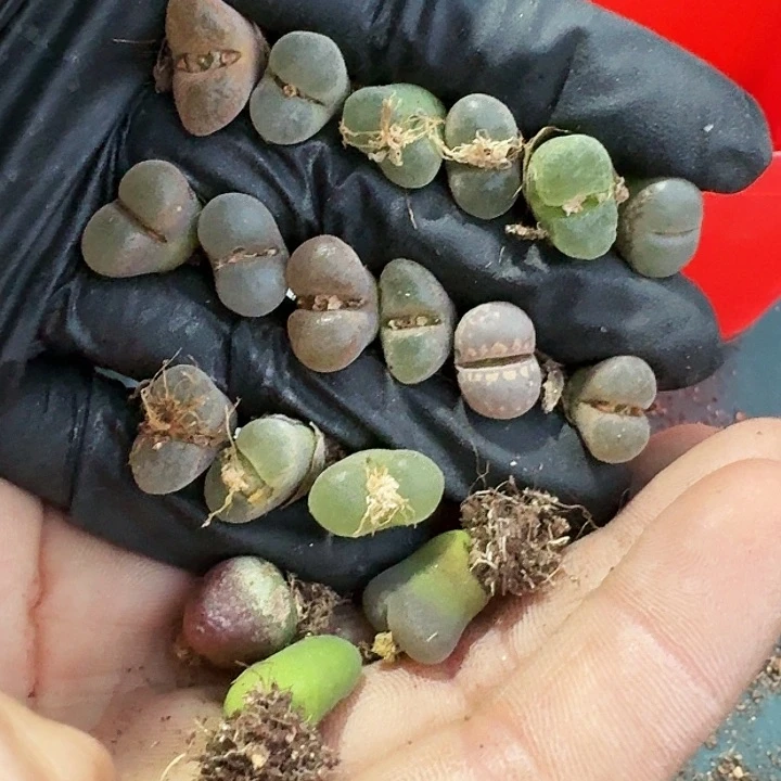 生石花1111。    532