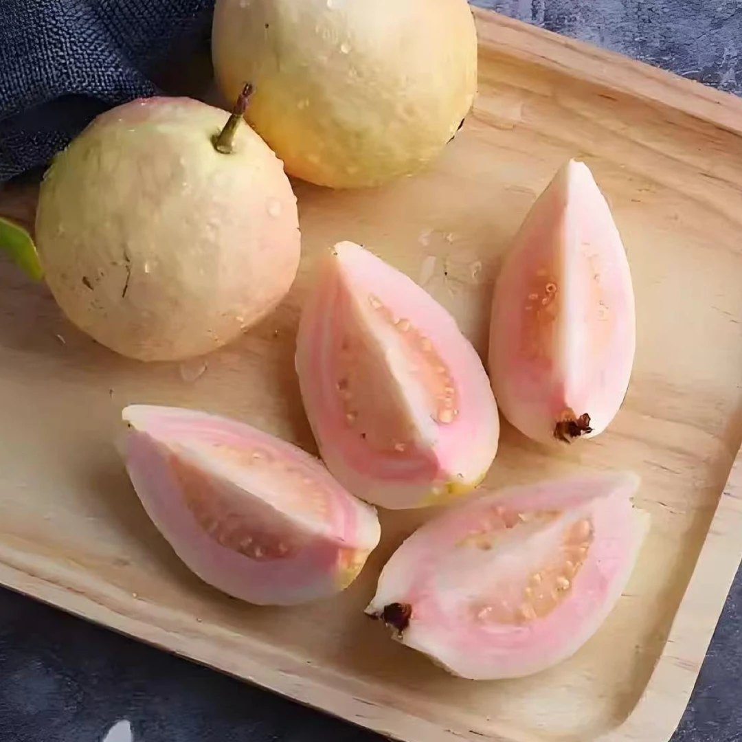 广东胭脂红番石榴鲜果红心正宗带花带果带盆栽水果套餐猴面包果