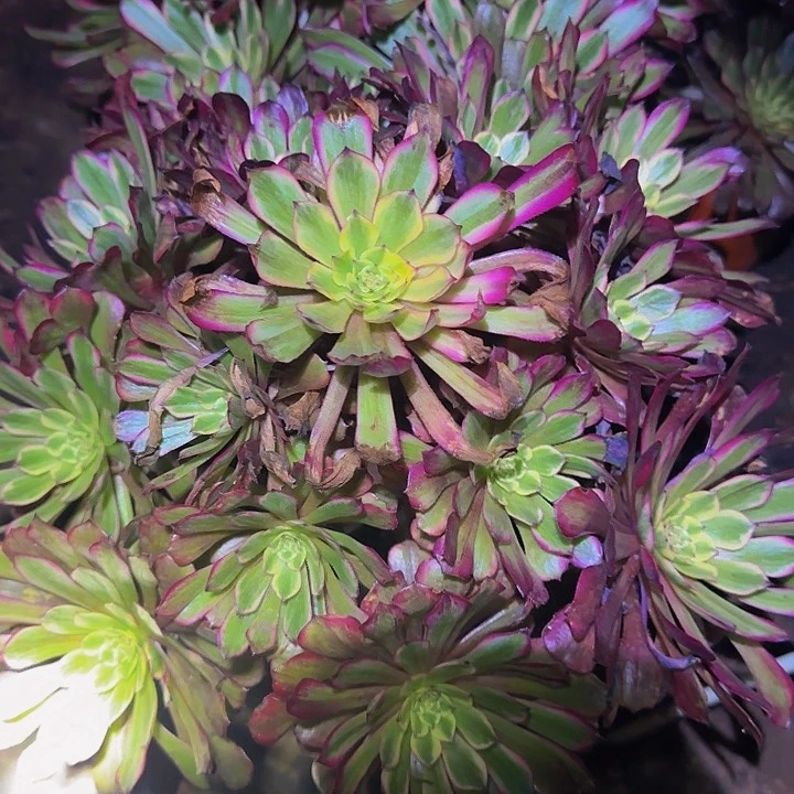 青鸟巨无霸老桩亏本福利