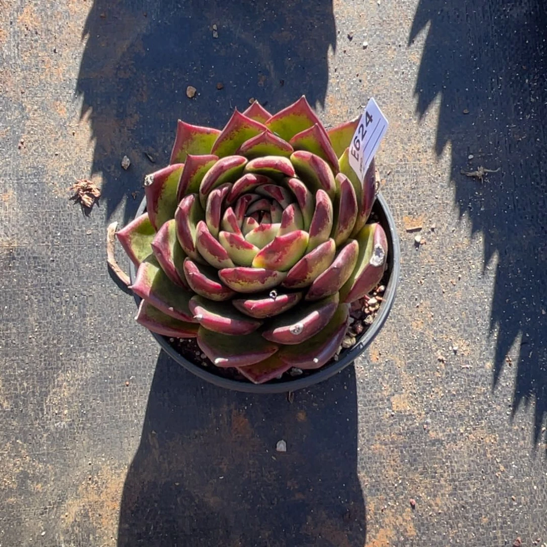 无花朵若茹东云单拍E624