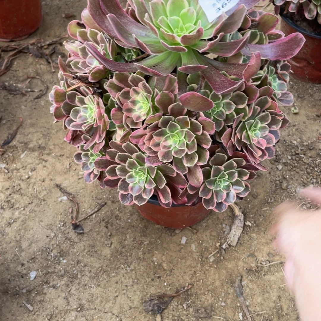 3654金丝雀法师多肉断枝不包