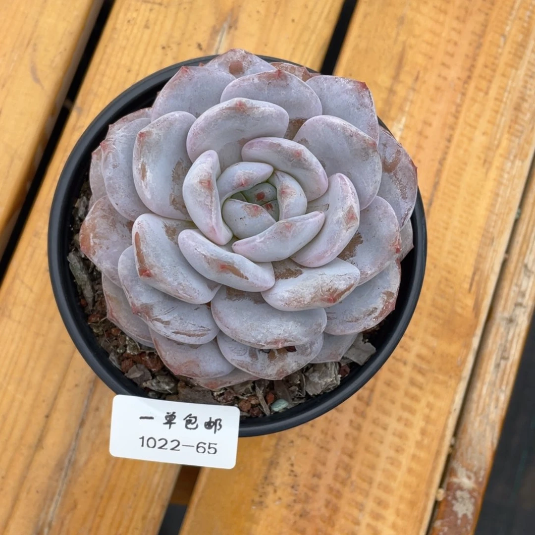 ?****钦1022-65-奶盖。。。。。。