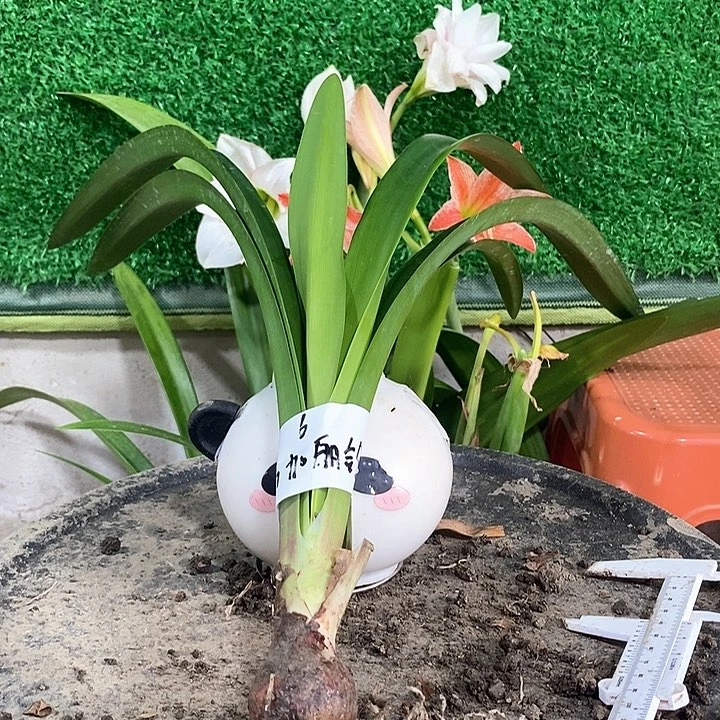 全部花朵斯嘉丽铃声3以上6号