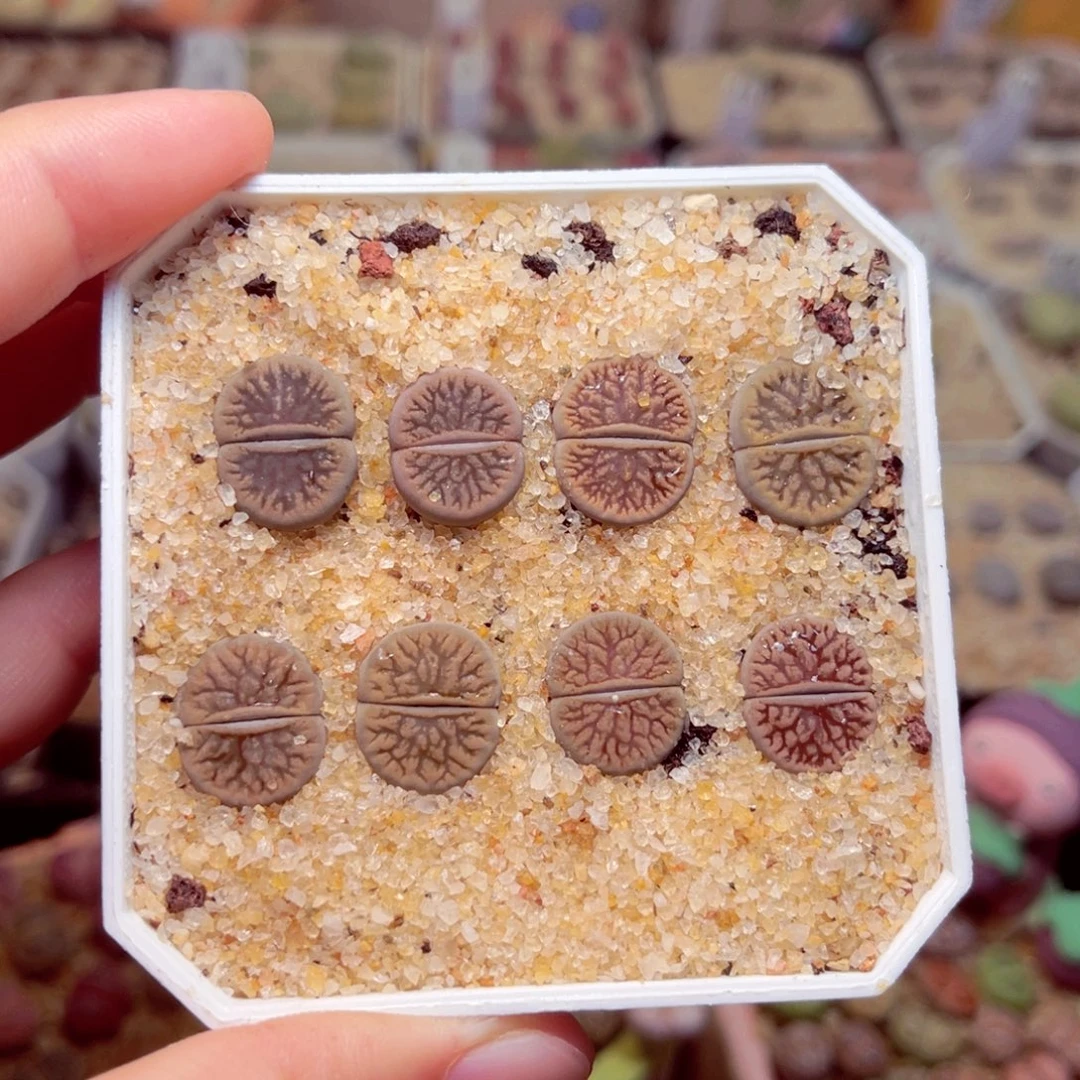 *****116号带盆包邮发货