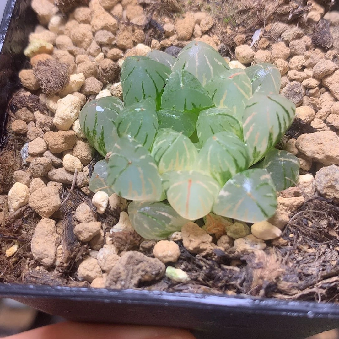 狄原no5玉露锦带盆土发货