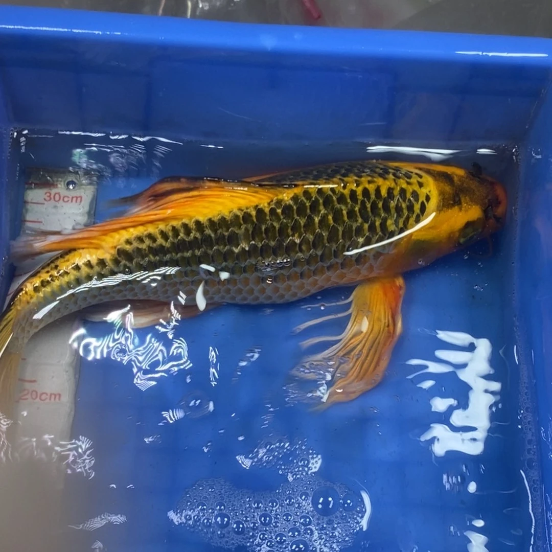 锦鲤冷水锦鲤包邮