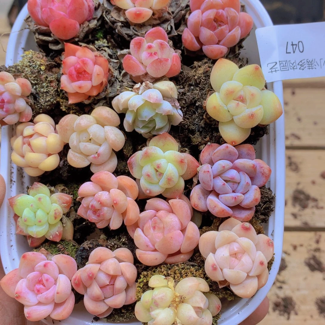 我要去看你的演唱了047