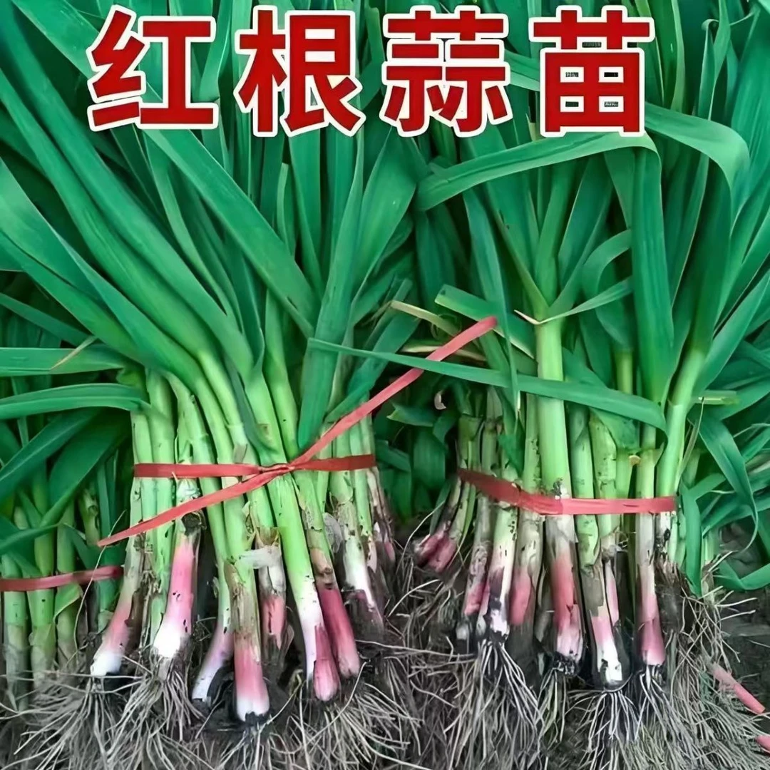 【新种子】红根蒜苗种子红皮大蒜种籽四季宽叶蒜苗种耐寒紫皮自种