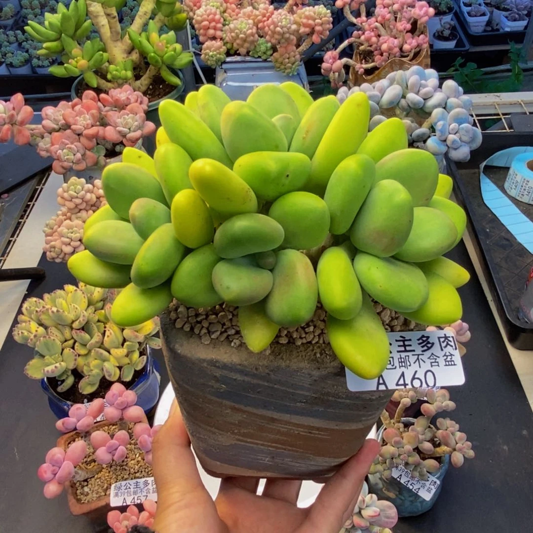 460芒果奶多肉11c m