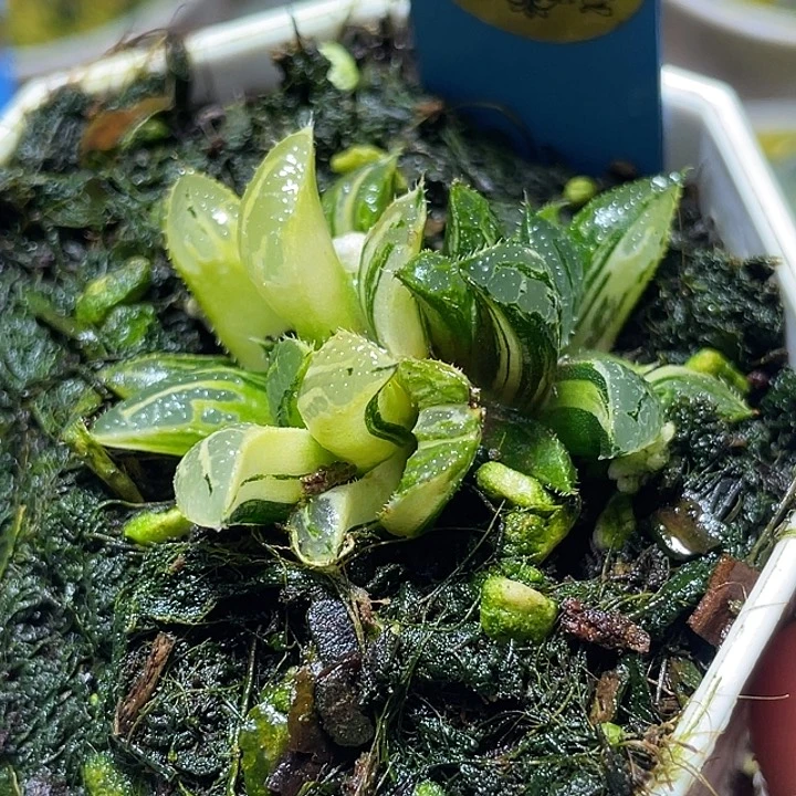581双头青木女王锦福利