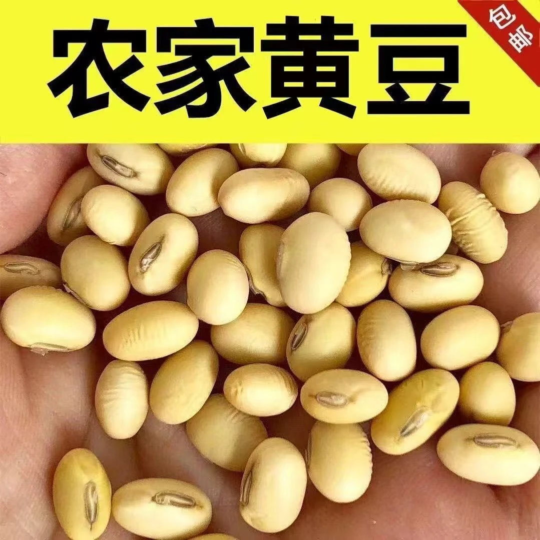 【非转基因黄豆】土黄豆老品种笨黄豆炖猪蹄450克*2袋打豆浆专用