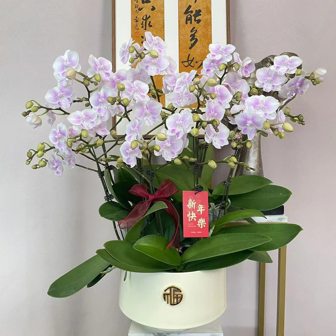 《樱花大舌头》3.5寸大杯精品蝴蝶兰 好养耐养 花色娇艳 室内花卉