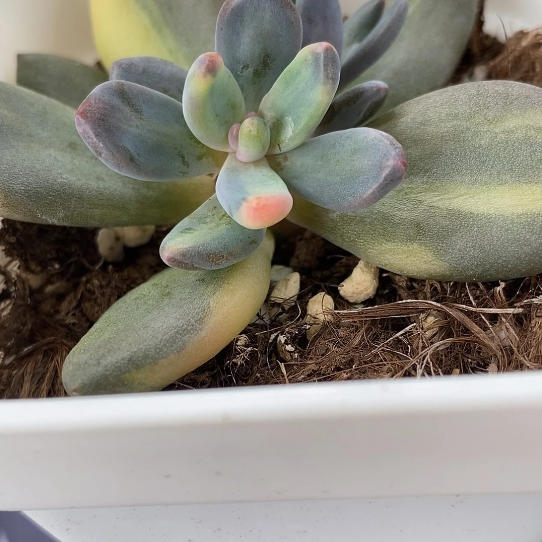 紫丽殿黄锦侧芽一个一物一拍，
