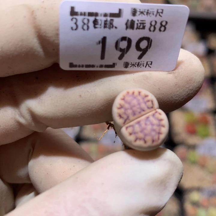 天***咪zzz精品生石花199