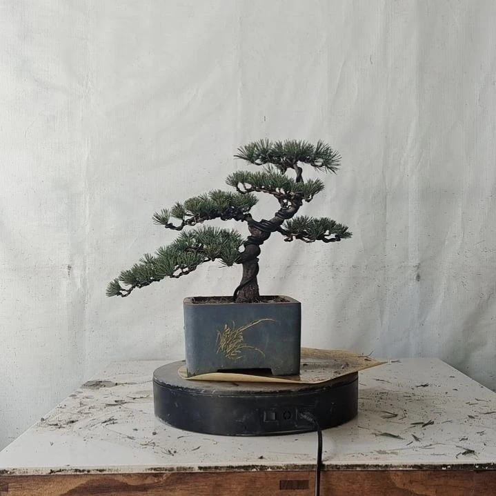 老桩杨梅大坂松老盆口