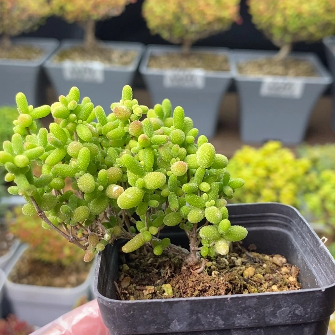 又***鸡303蜜橘糖球 。