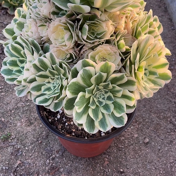 多肉植物迈巴赫锦…………