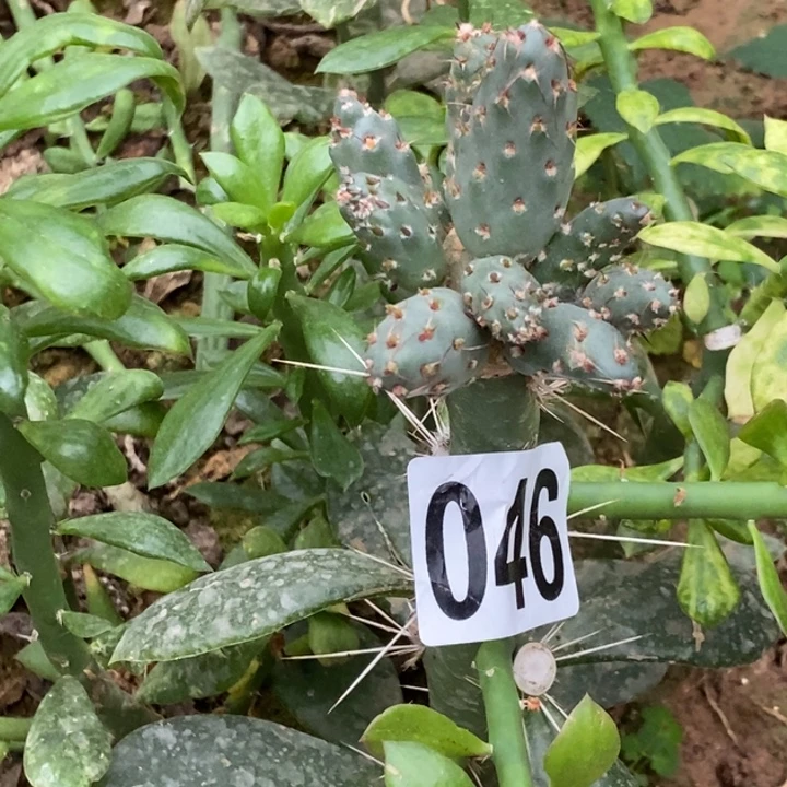 大青叶嫁接便便球节团扇046