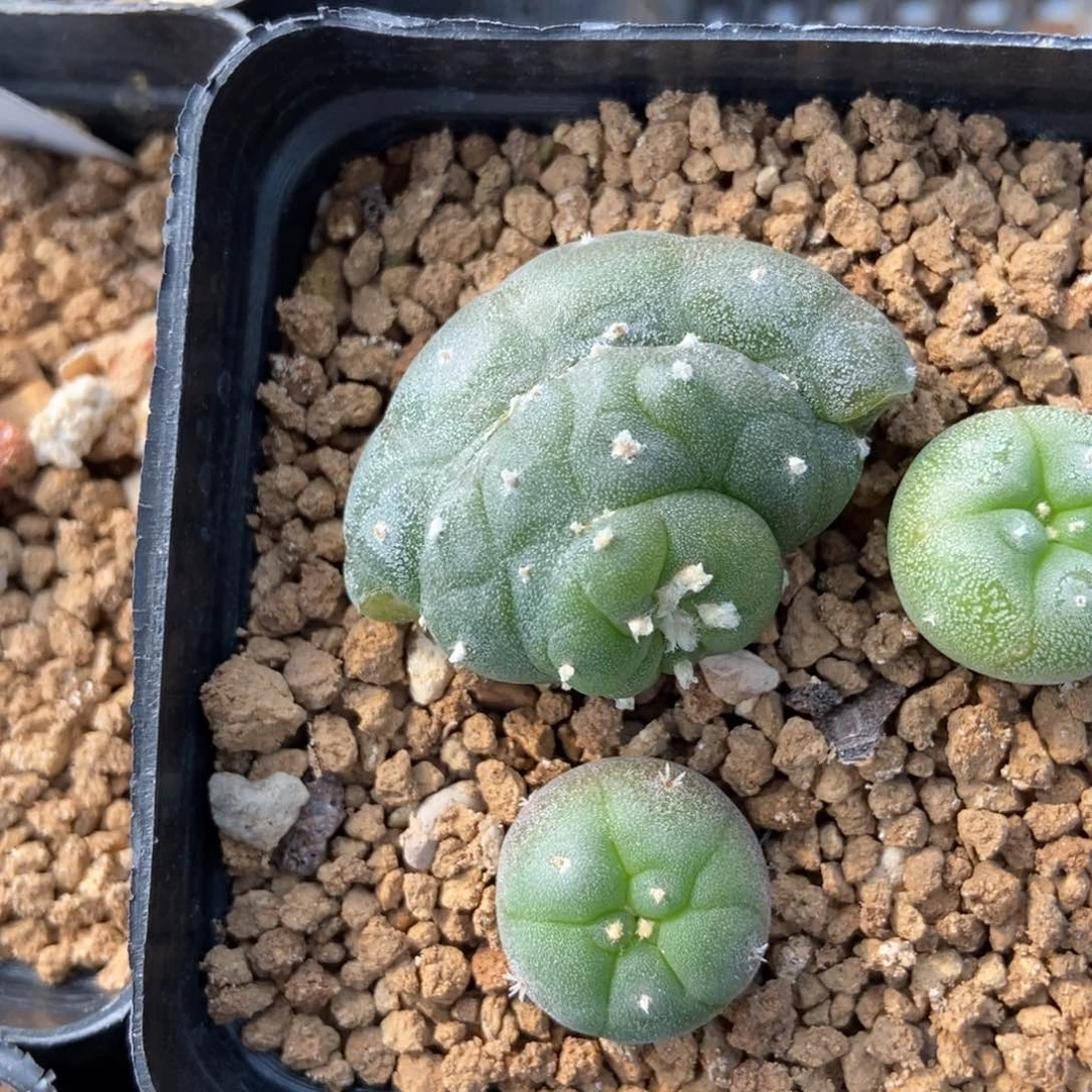 三****影无刺仙人球开花了，