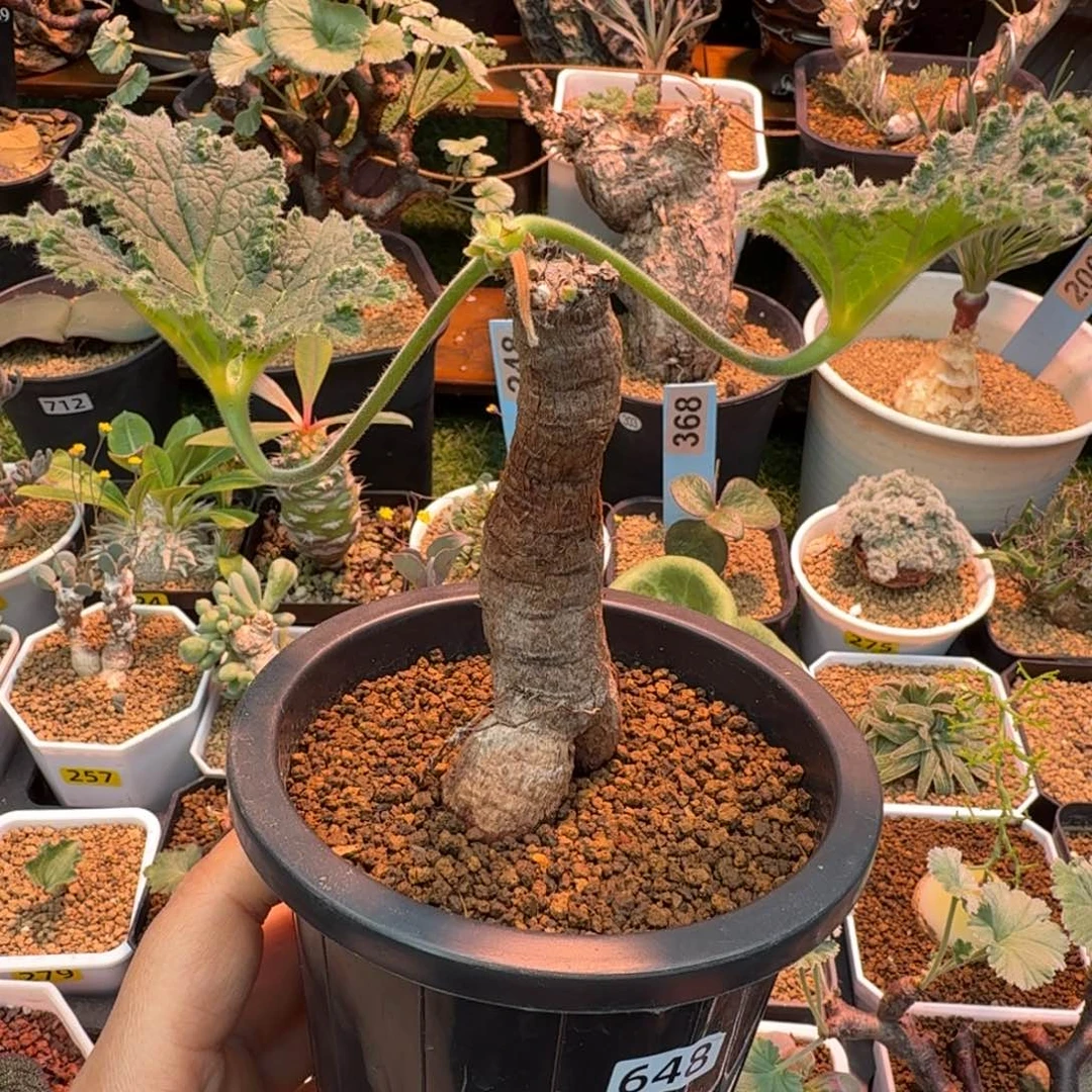 罗巴塔洋葵648 仙人掌