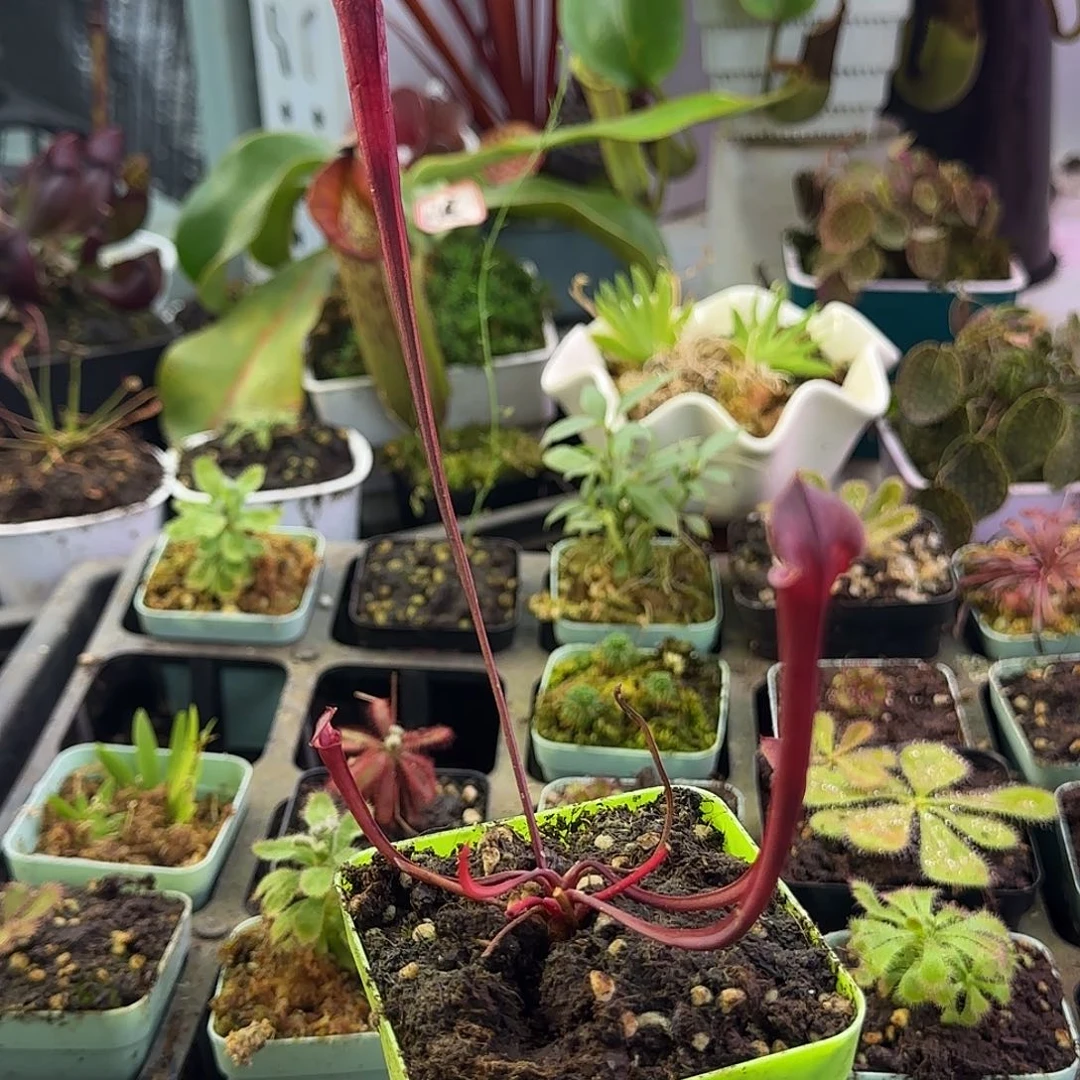 完全开放红管黄瓶