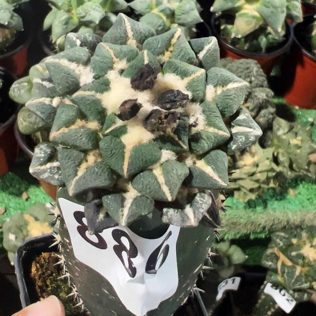 无花朵福利象足黑牡丹886