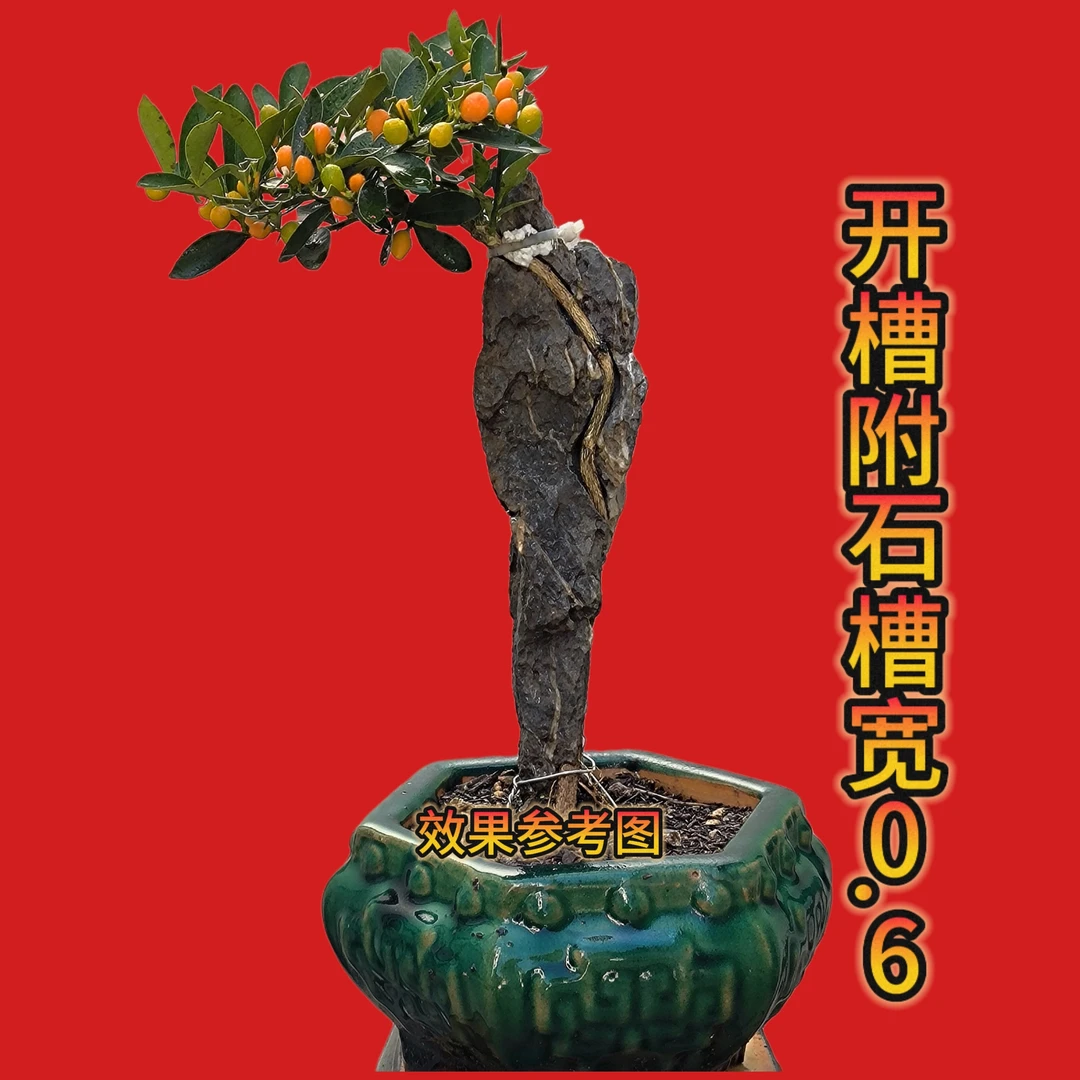 假山石附石盆景石材创意奇石设计盆景园燕尾槽附石榆树黄杨金弹子