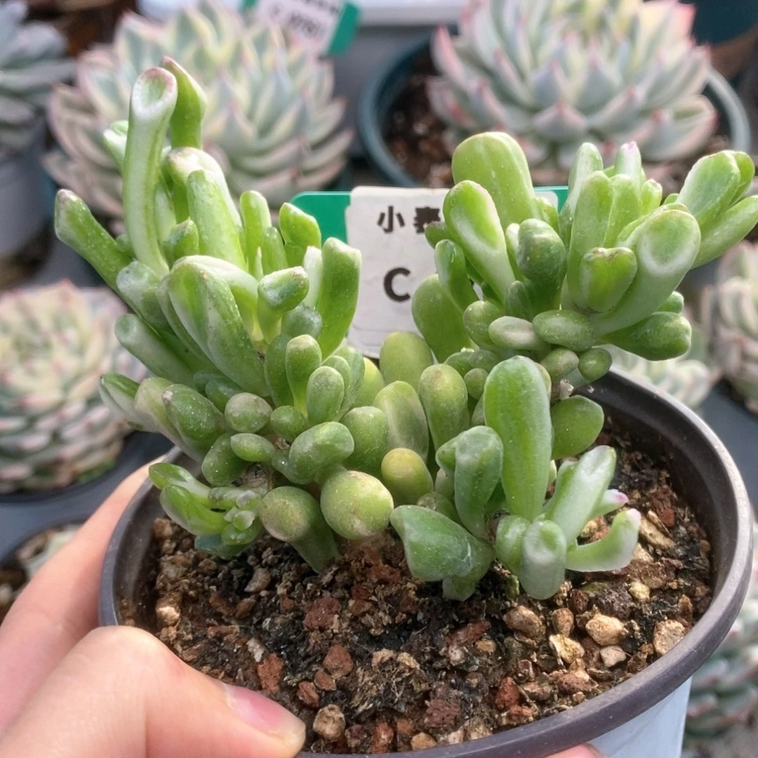 760吸财树锦锦锦锦锦锦