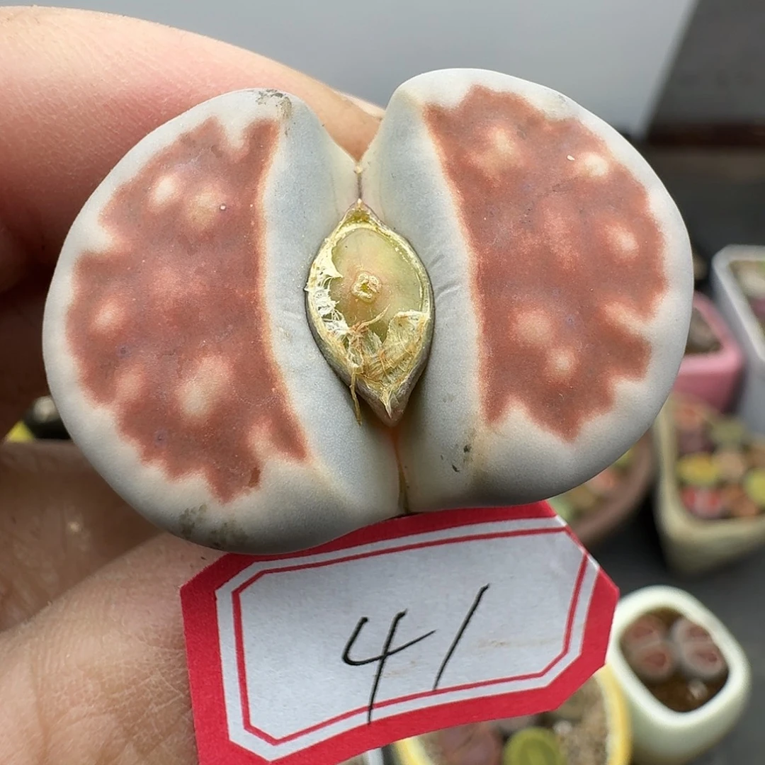 41多肉3.3厘米hhhhhhh