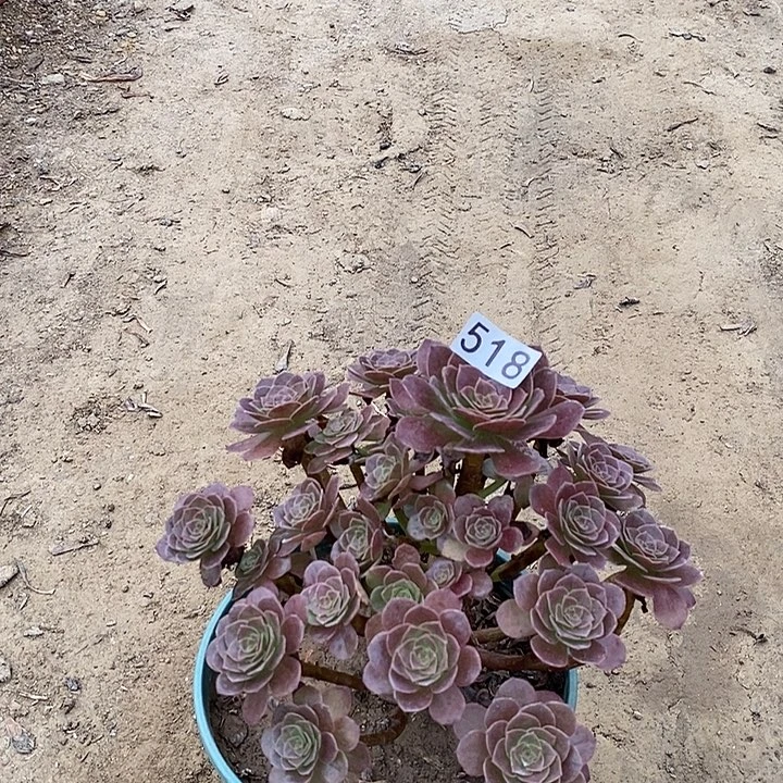 518荷兰玫瑰多肉法师